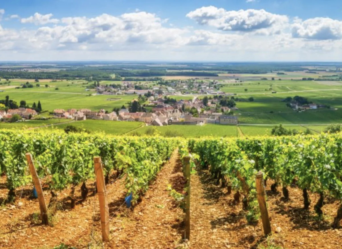 vignes / campagne