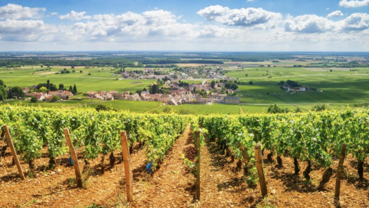 vignes / campagne